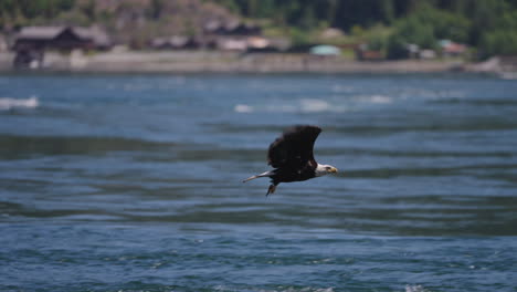 Ein-Adler-Fliegt-In-British-Columbia,-Kanada,-über-Den-Ozean-Und-Sucht-Nach-Fischen