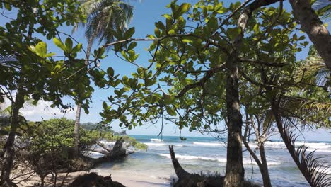 tropical foliage and beach at red frog beach, bastimentos island, panama