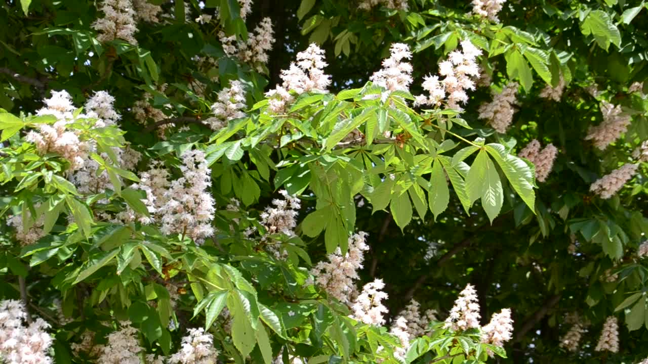 fiore di castagno
