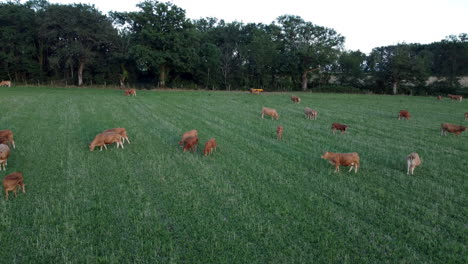 cows grazing in a field