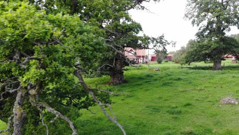 magnificent quercus petraea or irish oak in aerial drone side shot