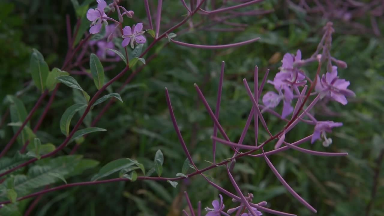 viento que sopla púrpura flores silvestres de cerca