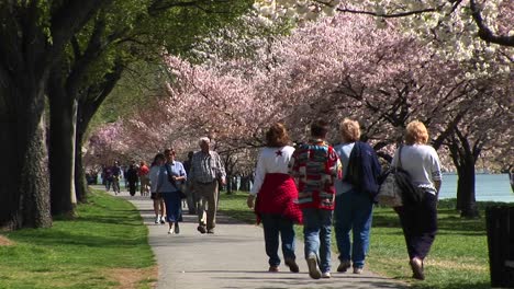 Los-Turistas-Caminan-Por-Un-Camino-Bordeado-De-Flores-De-Cerezo-En-Washington-DC