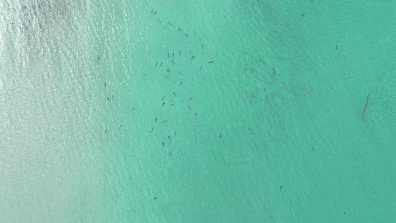 Veduta aerea di un enorme banco di squali leopardo a La Jolla, California.