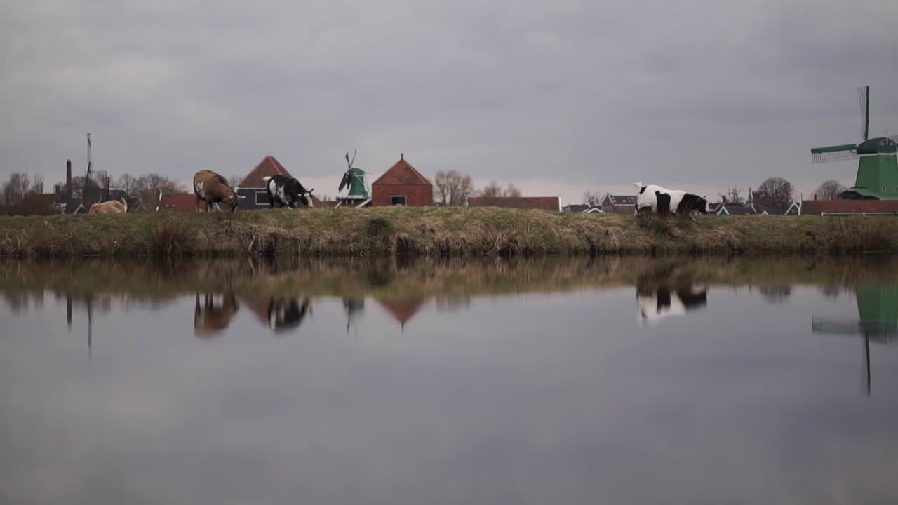 una cabra camina por el prado junto a un río cerca de los molinos holandeses