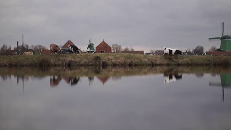 a goat walks on the meadow beside a river near dutch mills