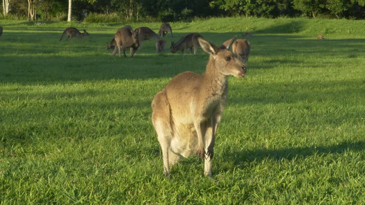 Eastern Grey Kangaroos Grazing Grass, Queensland, Australia - Wide Shot