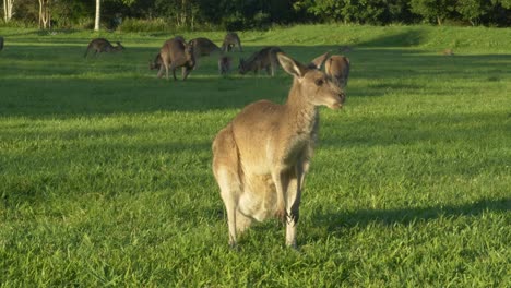 eastern grey kangaroos grazing grass, queensland, australia - wide shot