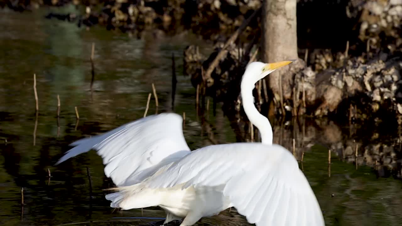 A great egret elegantly takes flight from a marsh, leaving ripples in the water.