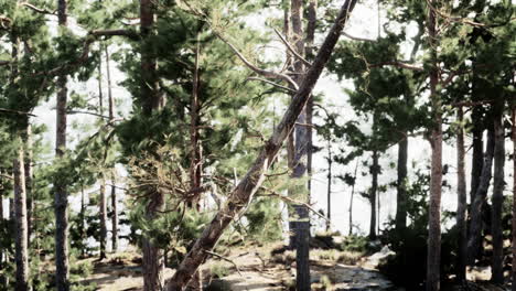 a scenic view of a forest with tall pine trees