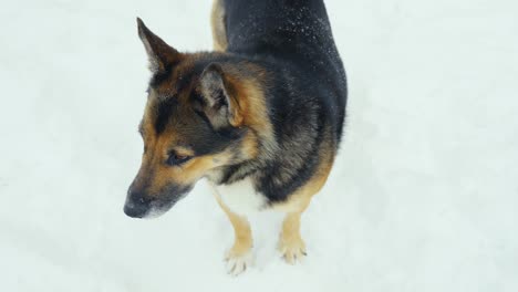 high close-up of a german shepherd mix dog in the snow