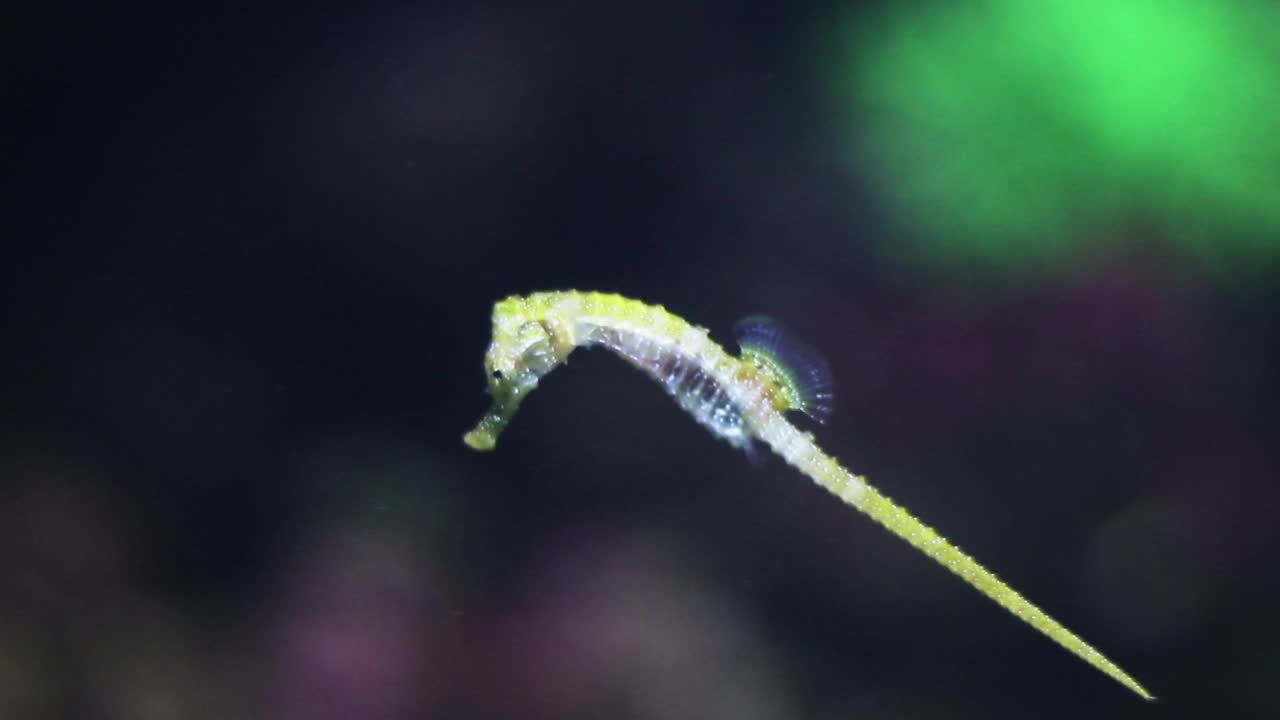 Seahorse in the Ocean