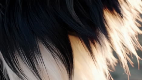 close-up of black and white fur