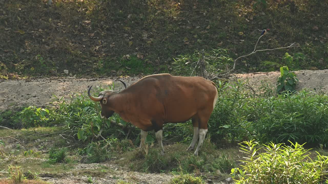 banteng, bos javanicus, metraje 4k, santuario de vida silvestre huai kha kaeng, tailandia