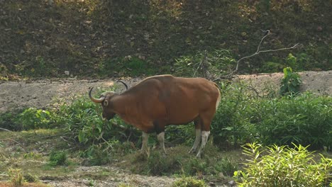 Bison,-Bos-Javanicus,-4k-filmmaterial,-Huai-Kha-Kaeng-Wildschutzgebiet,-Thailand