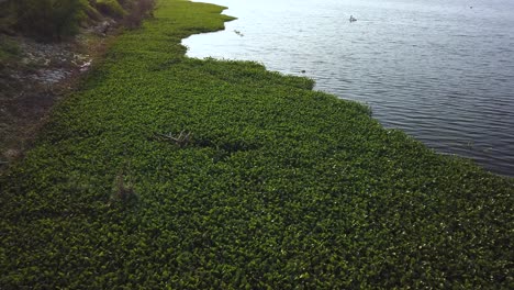 un lago tranquilo con follaje en india