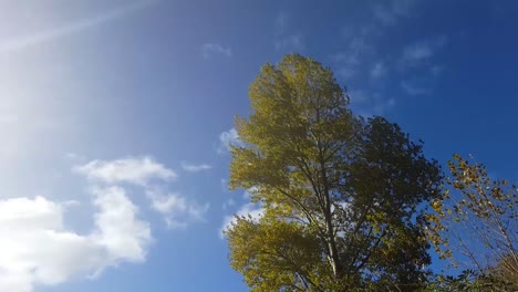 nubes blancas pasando sobre un árbol balanceándose durante un día ventoso