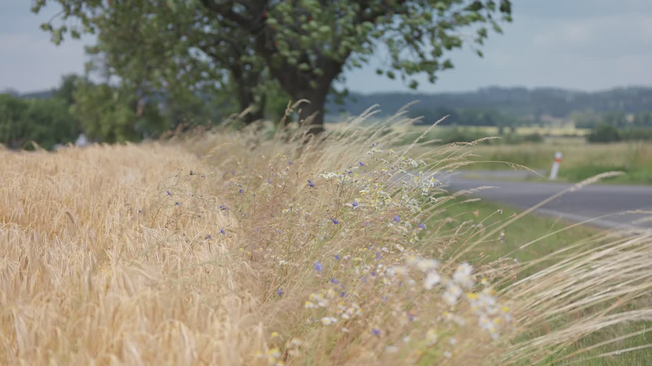 밀과 야생 꽃은 바람에 천천히 흔들립니다.