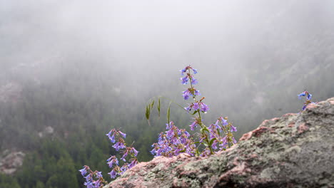 Purple-wildflowers-grows-on-mountain-cliff-edge-in-foggy-conditions