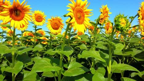 agricultural field of sunflowers. shooting in the summer in the countryside.