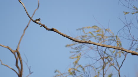 elegant slow motion clip of purple martins gliding through morning light.