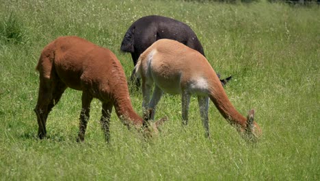 group of colorful alpacas eating grass on meadow during sunny day outdoors,close up