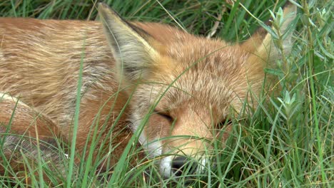 close up of a red fox resting in the tall grass