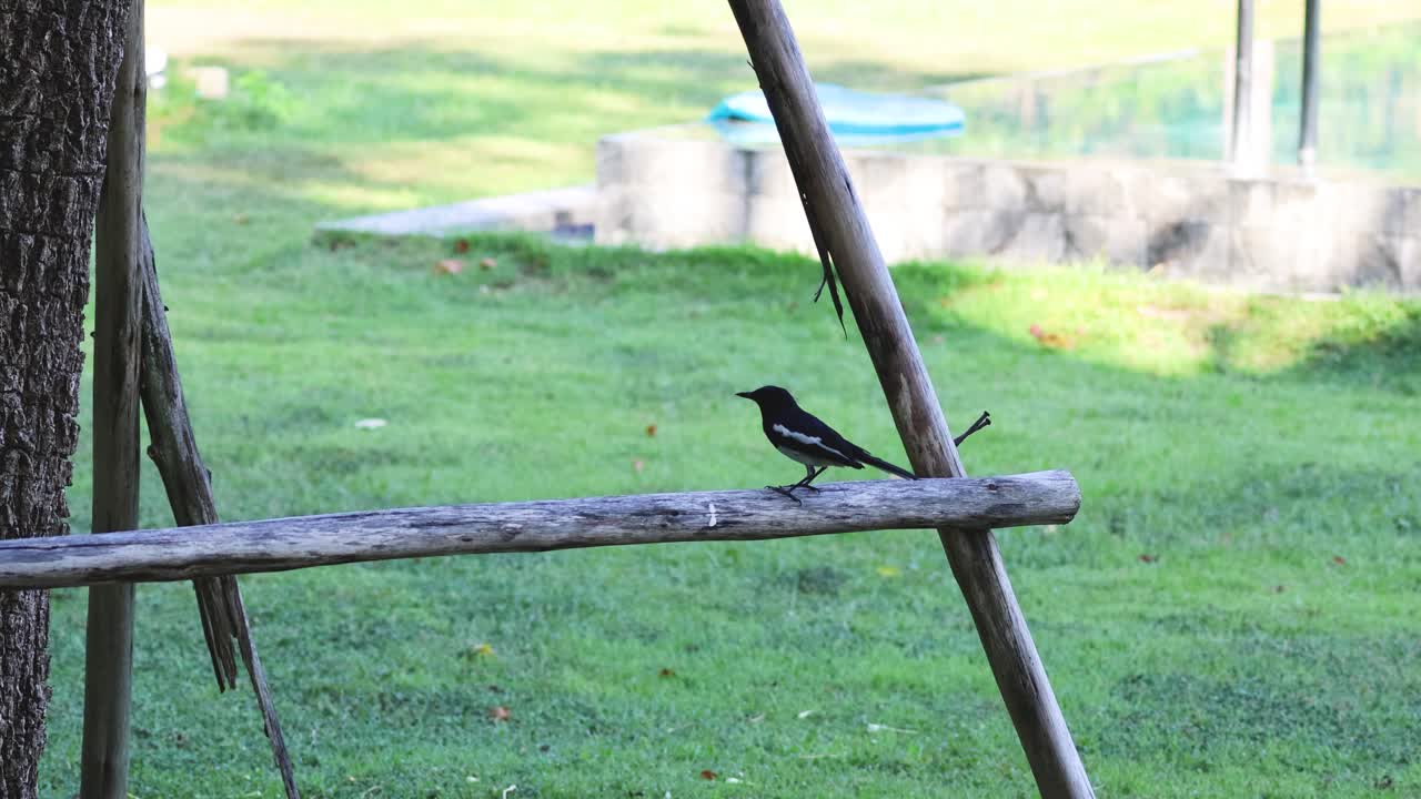 새 는 시골 의 나무 사다리 를 따라 움직인다