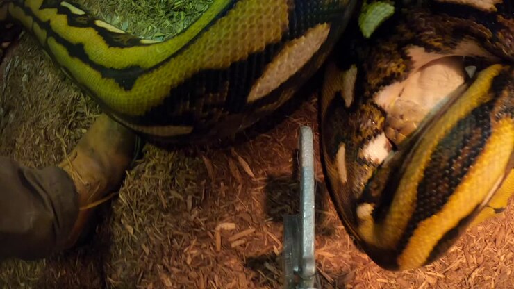 netvormige python voedt pov eerste aanval op krankzinnige weergave van babygeit