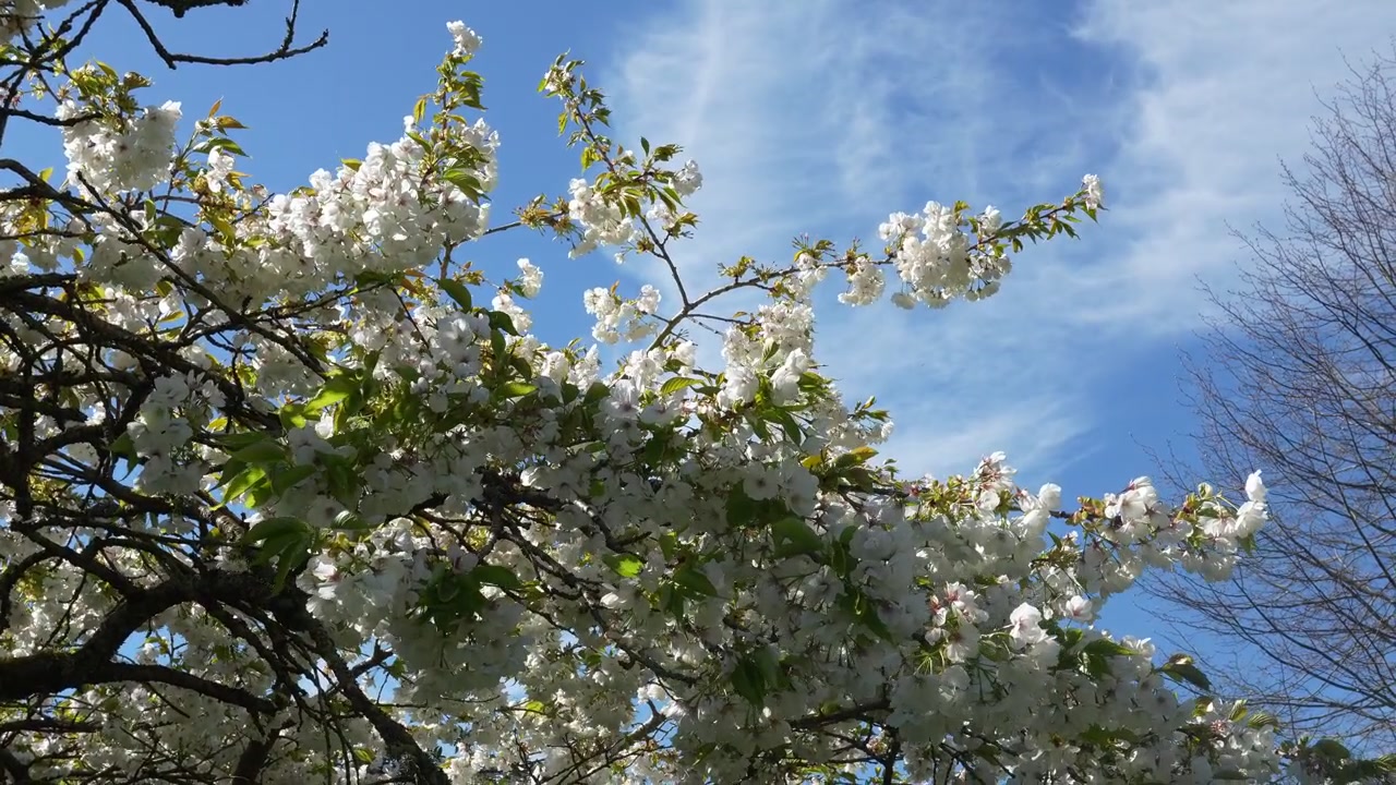 Rami di magnolia in piena fioritura con abbondanti fiori bianchi ondeggiano dolcemente nella campagna inglese, bagnati dalla luce solare naturale e da un cielo blu vibrante.