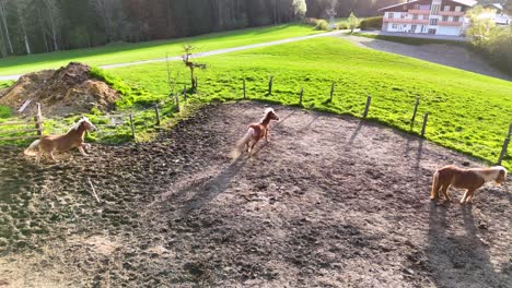 Horses-running-in-the-farm-in-Austria,-Hallstatt