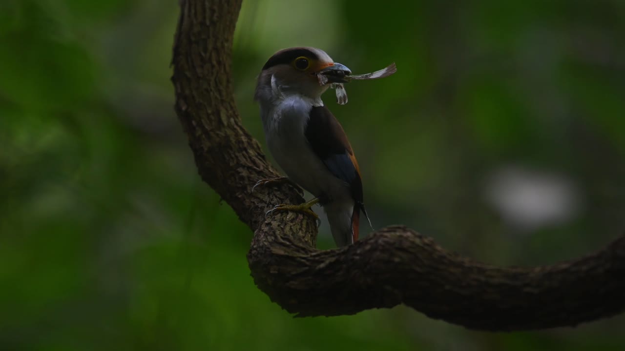 visto con un insecto en la boca posado en una enredadera grande, salta y luego se va volando