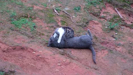 Katzen-Spielen-Im-Hinterhof