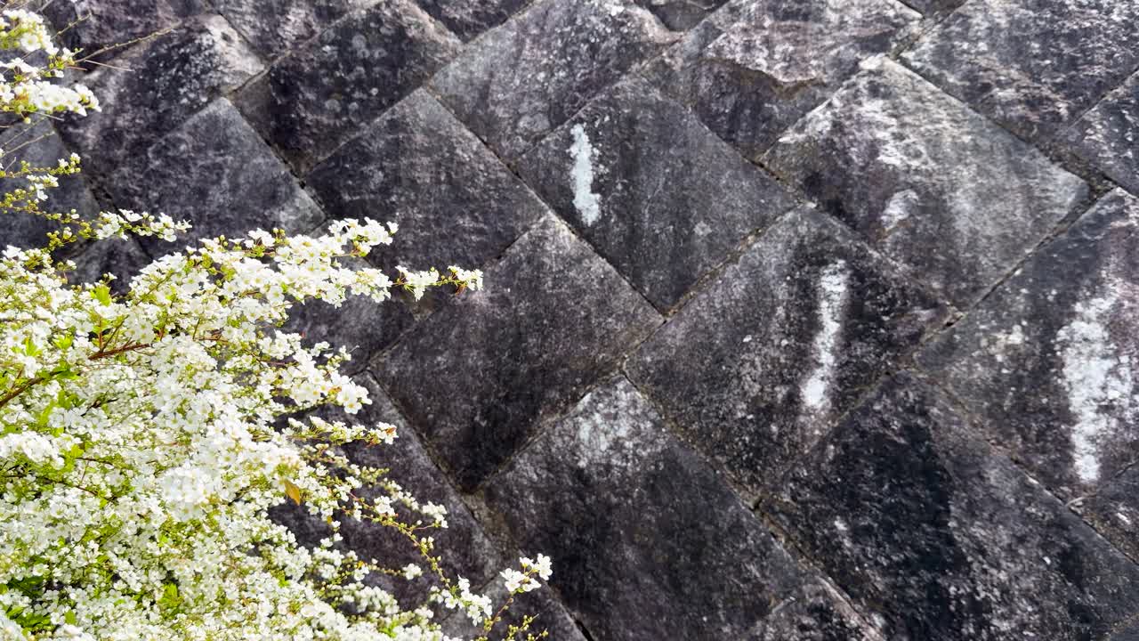 Hvide Spiraea thunbergii-blomster svajer forsigtigt mod en tekstureret mørk stenmur i Kyoto