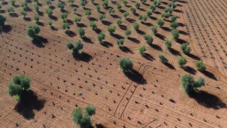 Landscape-of-crop-field-with-olive-trees-and-vineyard-from-drone-view
