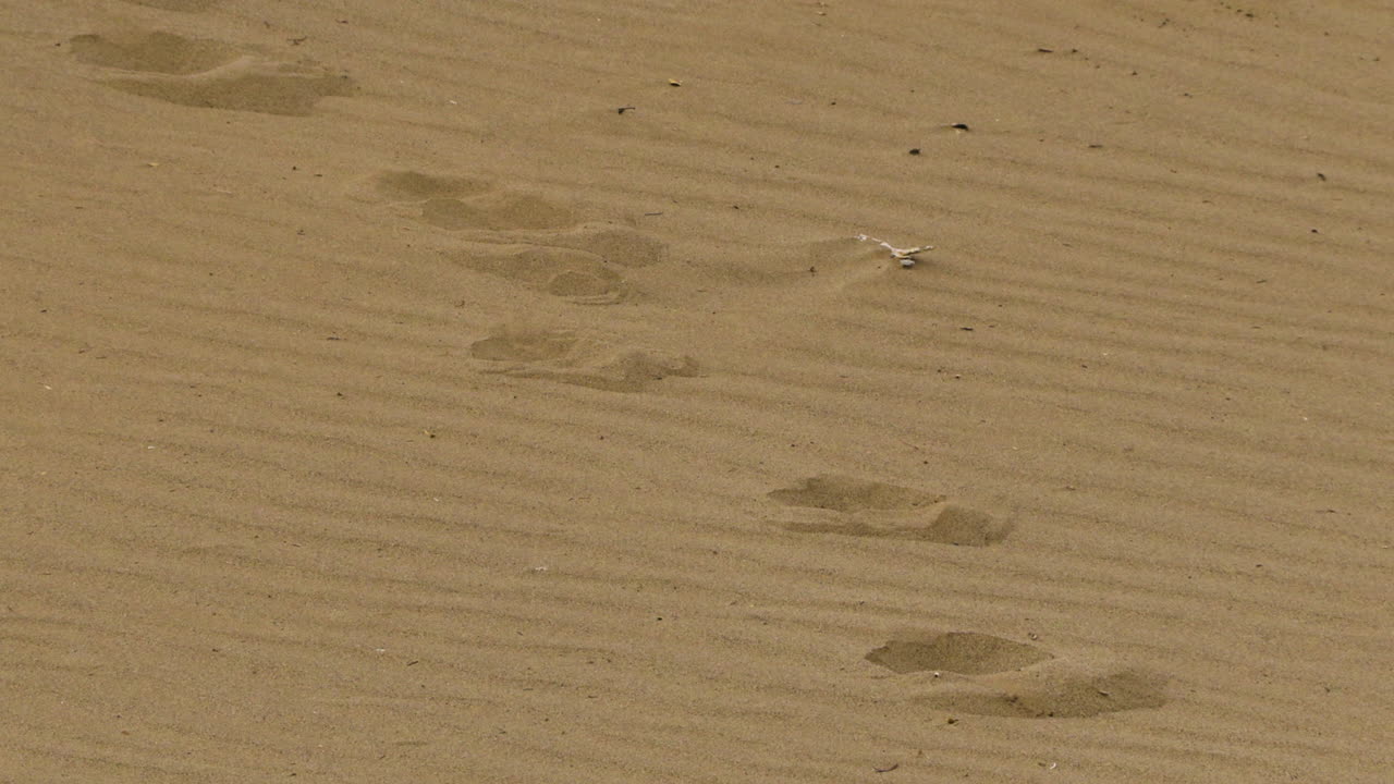 Lion tracks in the unspoiled sand of the Namib Desert, medium to close-up shot.