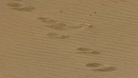 lion tracks in the unspoiled sand of the namib desert, medium to close-up shot.