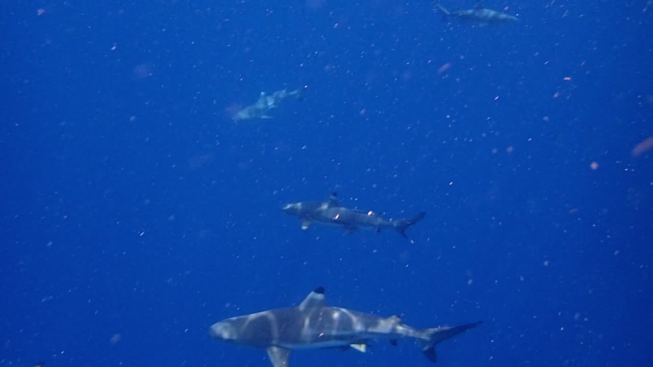 tiburones de arrecife nadando alrededor de la cámara en un ambiente tropical