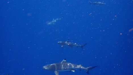 Tiburones-De-Arrecife-Nadando-Alrededor-De-La-Cámara-En-Un-Ambiente-Tropical