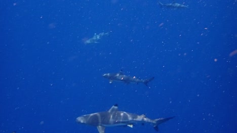 tiburones de arrecife nadando alrededor de la cámara en un ambiente tropical