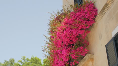 ancient maltese house with pink bougainvillea flowers climbing on the wall