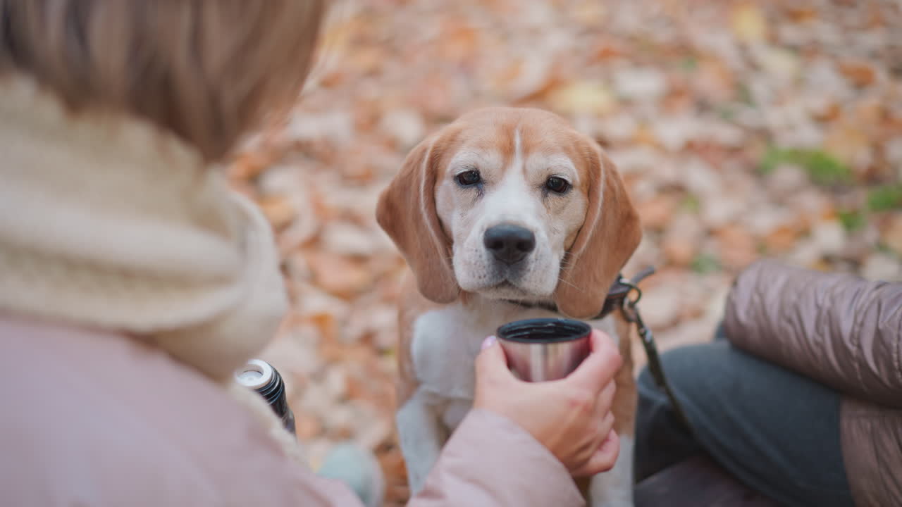Beagle drinks calmly from metal cup held by adult hand, then looks away toward distant view, while seated next to child on bench surrounded by dry fallen leaves in peaceful autumn forest setting
