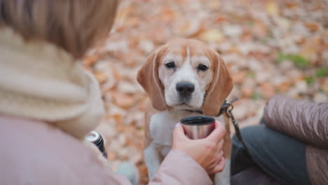 beagle drinks calmly from metal cup held by adult hand, then looks away toward distant view, while seated next to child on bench surrounded by dry fallen leaves in peaceful autumn forest setting