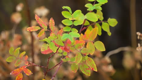 autumnal leaves of a small plant in bokeh background