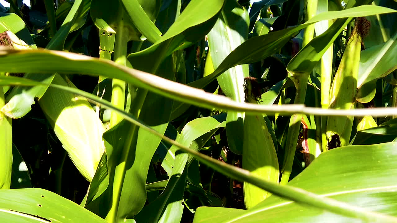 Closeup on green corn cob in cornfield, curau, mush