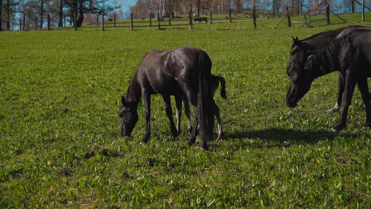 grupo de caballos oscuros majestuosos y lactantes comen hierba verde