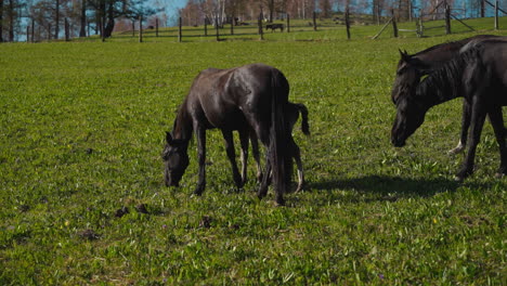 Group-of-stately-dark-horses-and-suckling-eat-green-grass