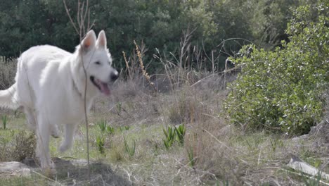 cámara lenta, perros felices corriendo juntos al aire libre