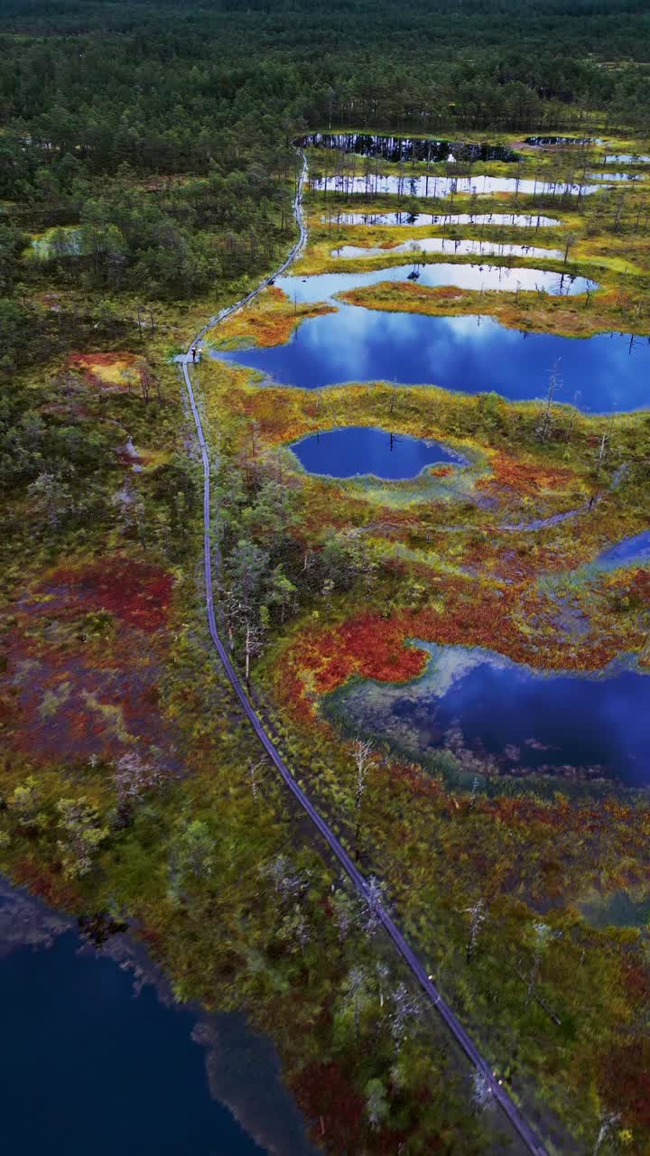 Golden hour vertical video captures Viru Bog Estonia in Northern Europe where wooden walkways lead through peatland moss small lakes and endless untouched natural scenery