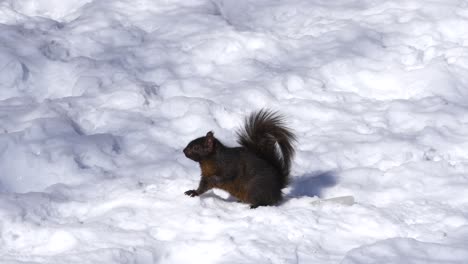 cute dark squirrel poses for camera on snow